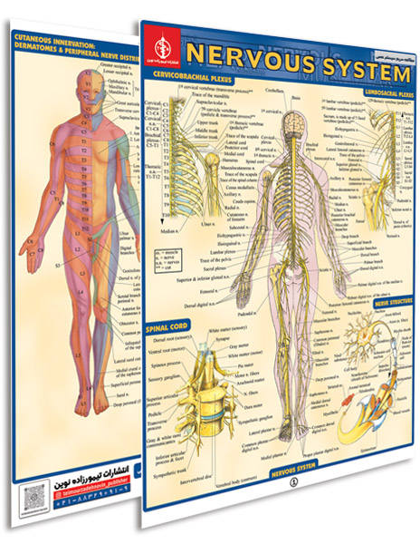 پوستر مطالعه سریع سیستم عصبی - پوستر
